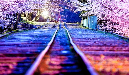 تونل گل کیتاکیوشو ژاپن : معرفی تونل رویایی گل در شهر باغ کاواچی فوجی+ عکس