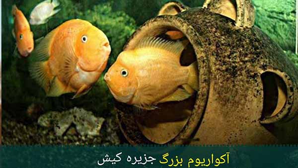 آکواریوم بزرگ جزیره کیش
