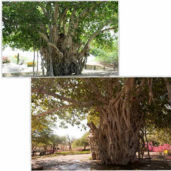 درخت سبز کیش