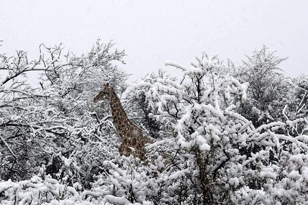 زیبایی های زمستان آفریقای جنوبی
